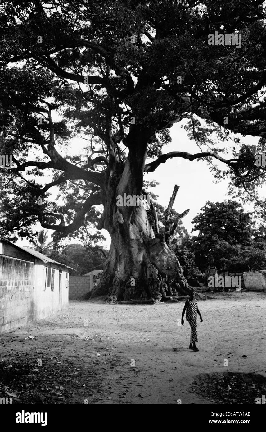 The Big Tree in Kachically Bakau in the Gambia West Africa Stock Photo