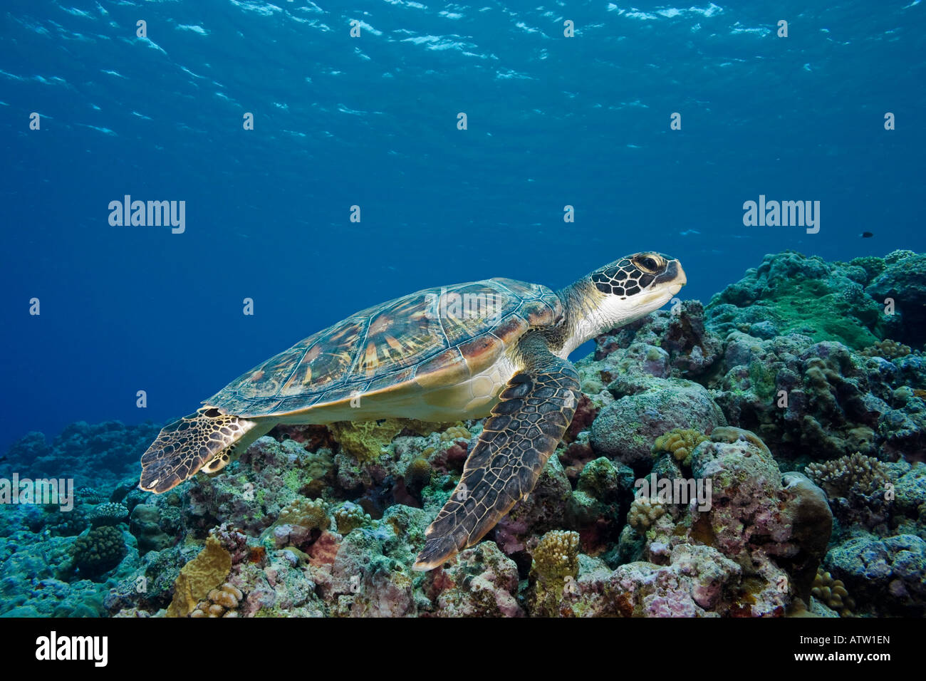 A reef scene with a green sea turtle, Chelonia mydas, off the island of Yap, Micronesia. Stock Photo