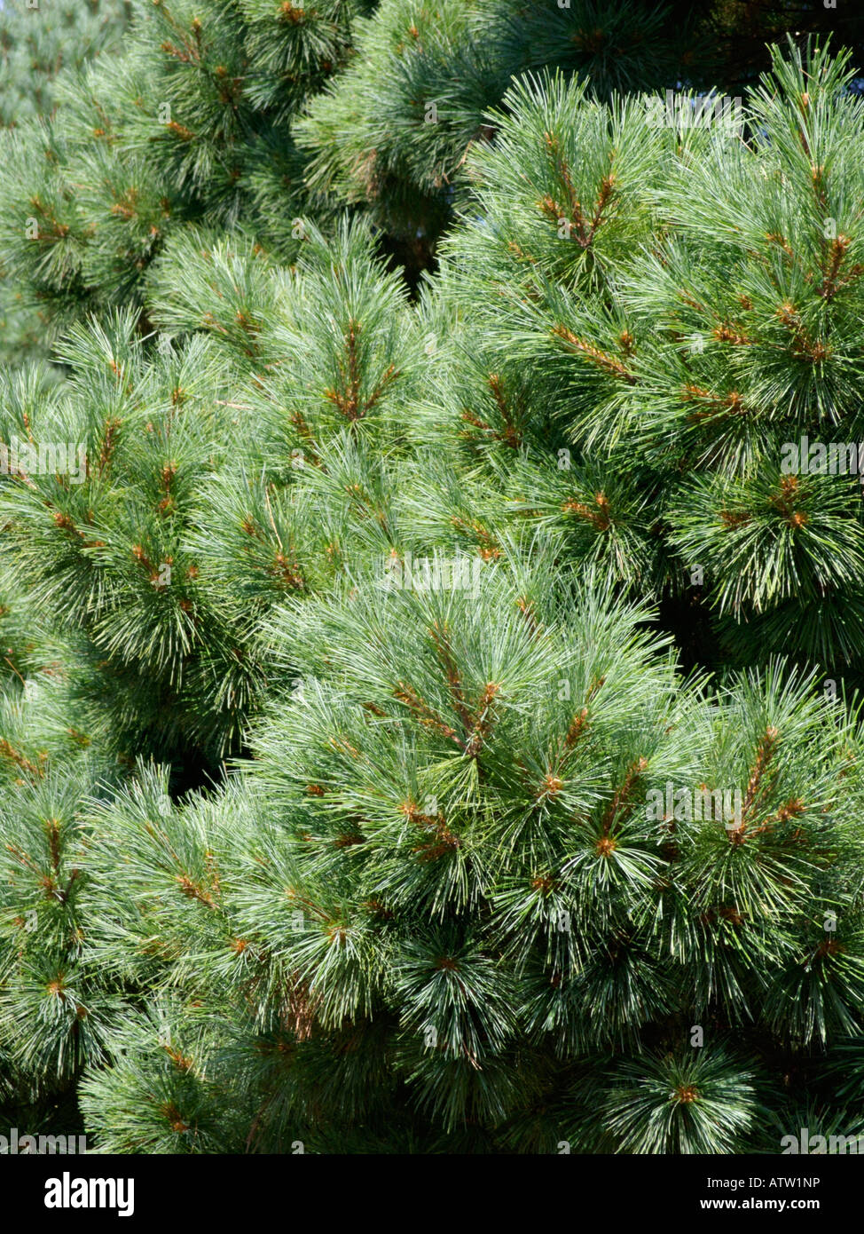 Weymouth pine (Pinus strobus 'Nana') Stock Photo