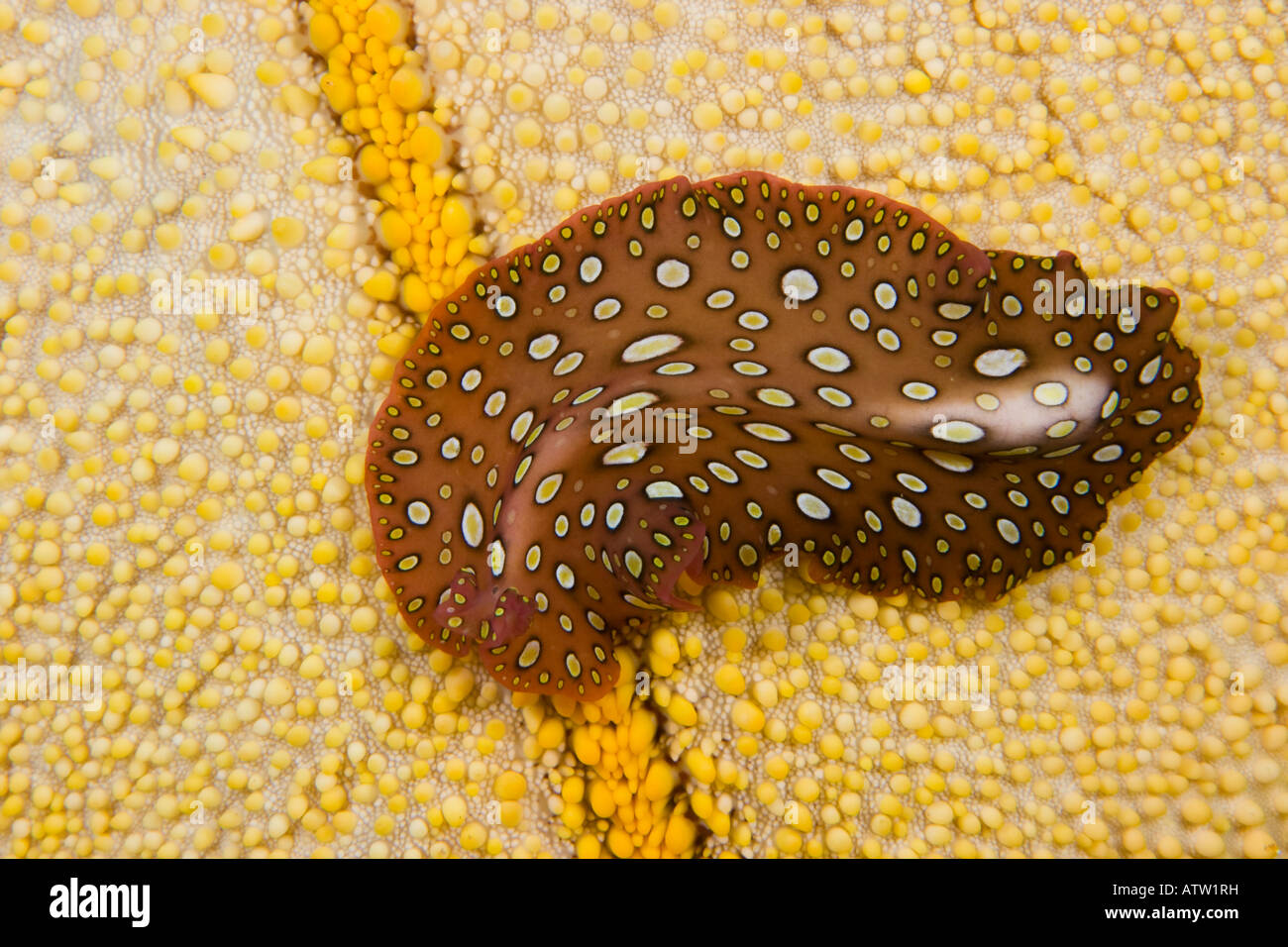 The Hawaiian spotted flatworm, Pseudobiceros sp, is endemic to Hawaii. Stock Photo