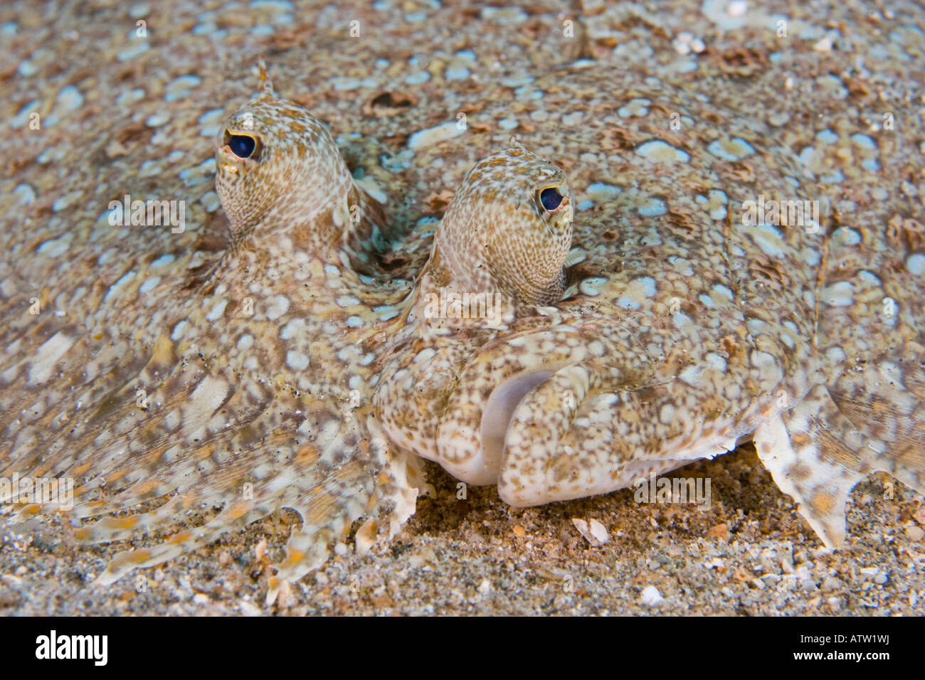 Peacock flounder, Bothus mancus, Hawaii Stock Photo Alamy