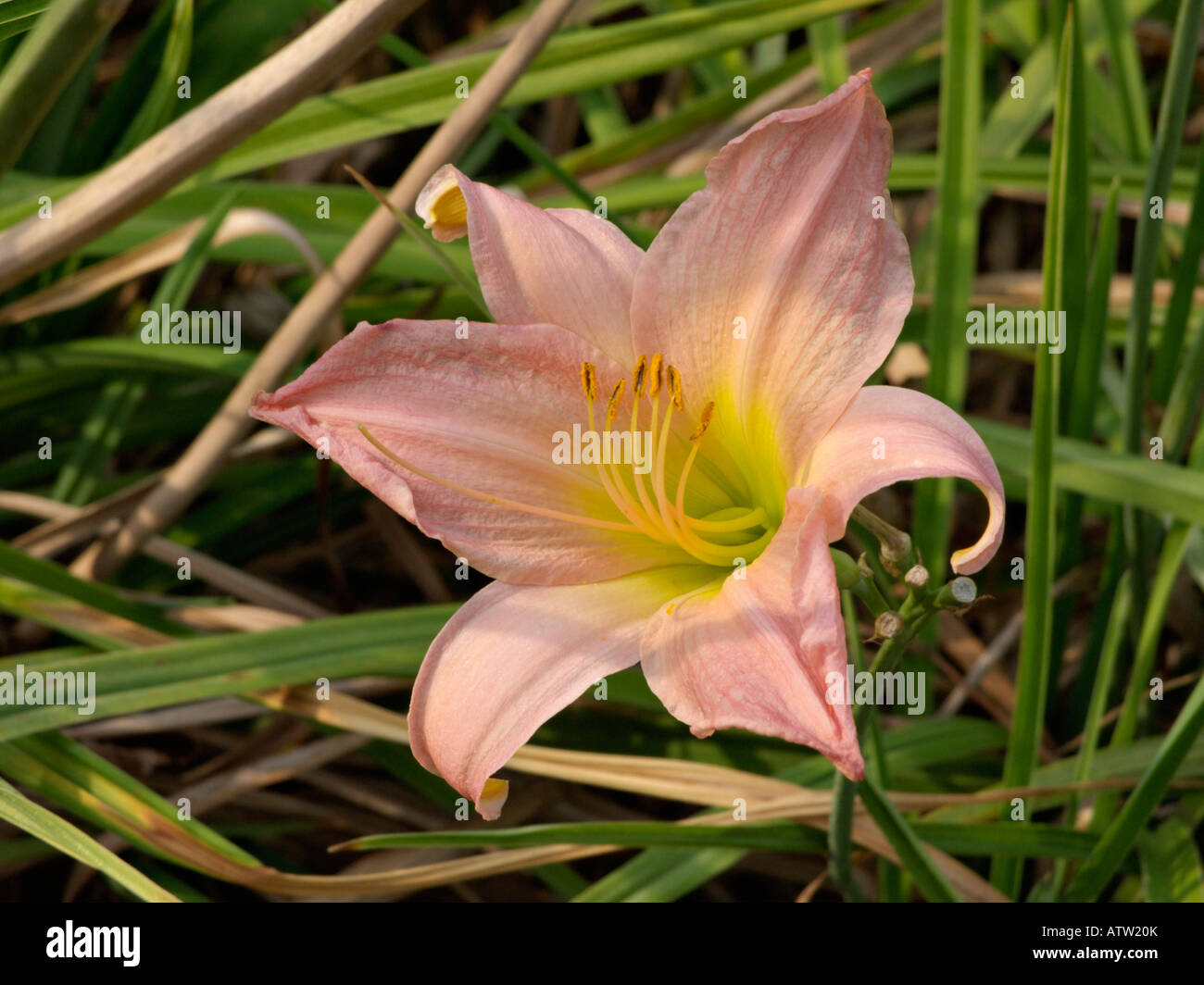 Day lily (Hemerocallis Winsome Lady) Stock Photo