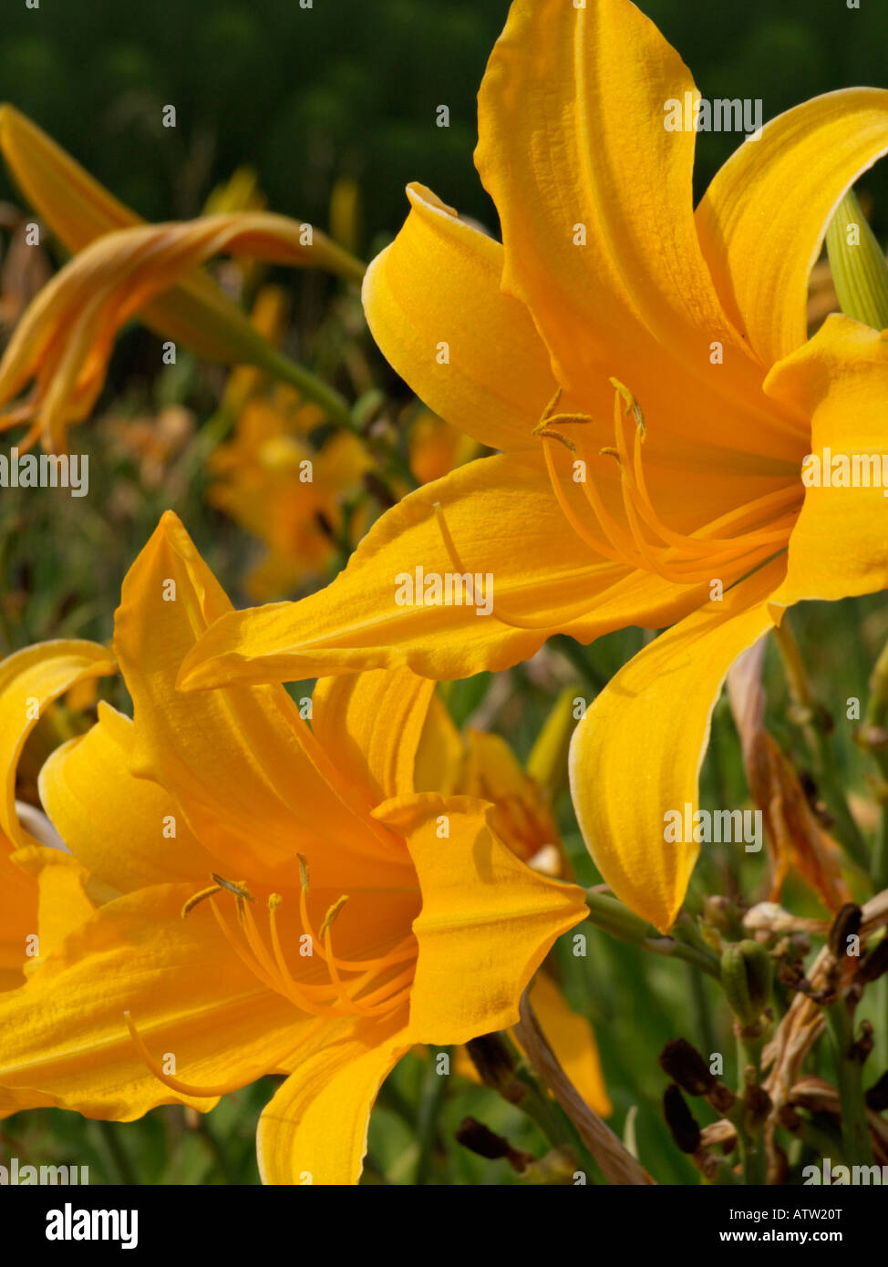 Day lily (Hemerocallis Golden Hours) Stock Photo