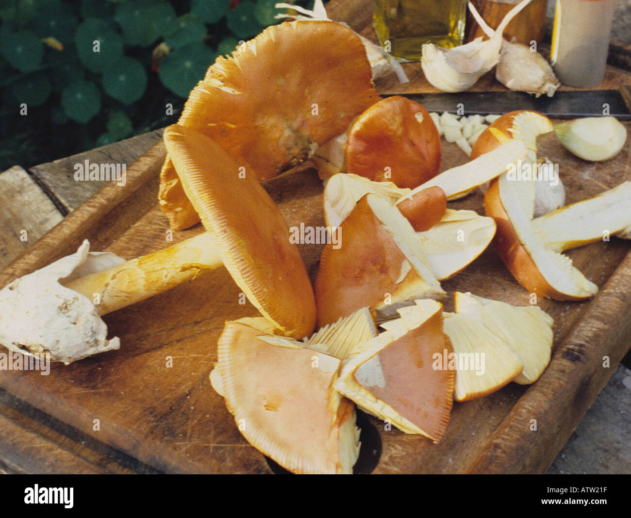 Caesars Mushroom Amanita caesaria A collection found in an oak wood in  southern France Stock Photo - Alamy