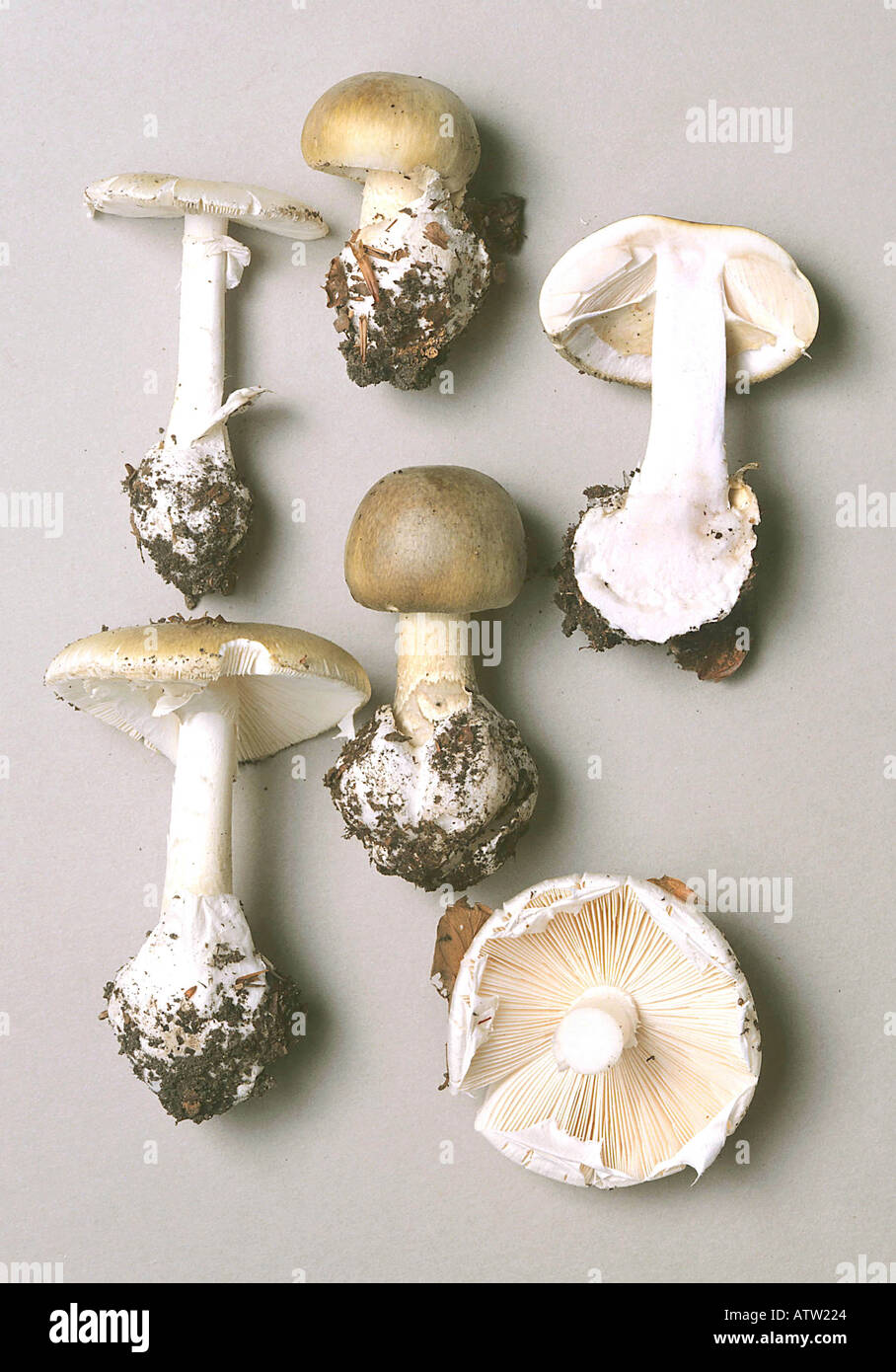 Death Cap Amanita phalloides European collection Stock Photo