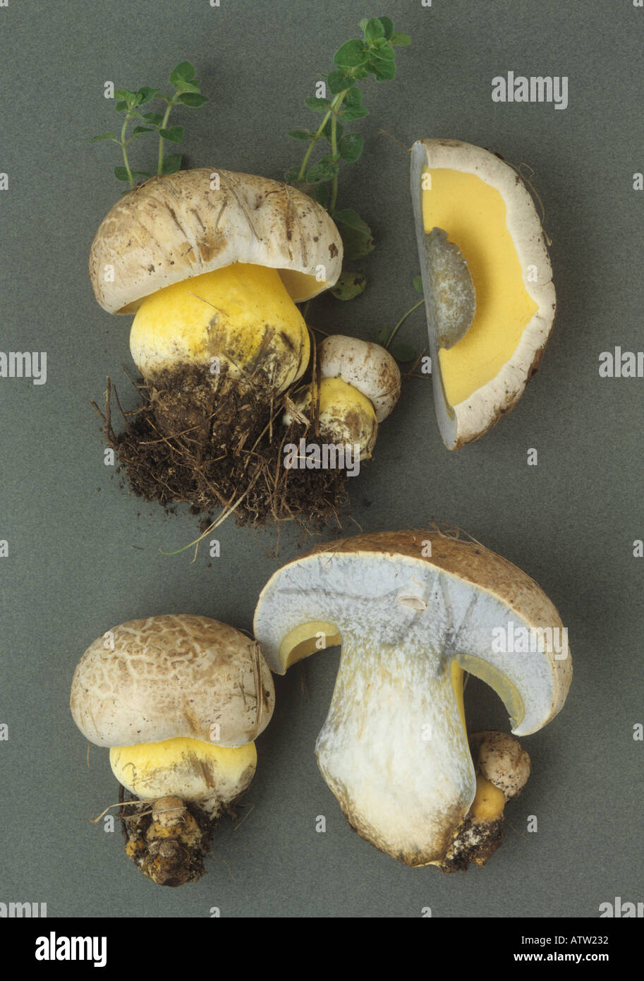 Boletus albidus European collection Stock Photo