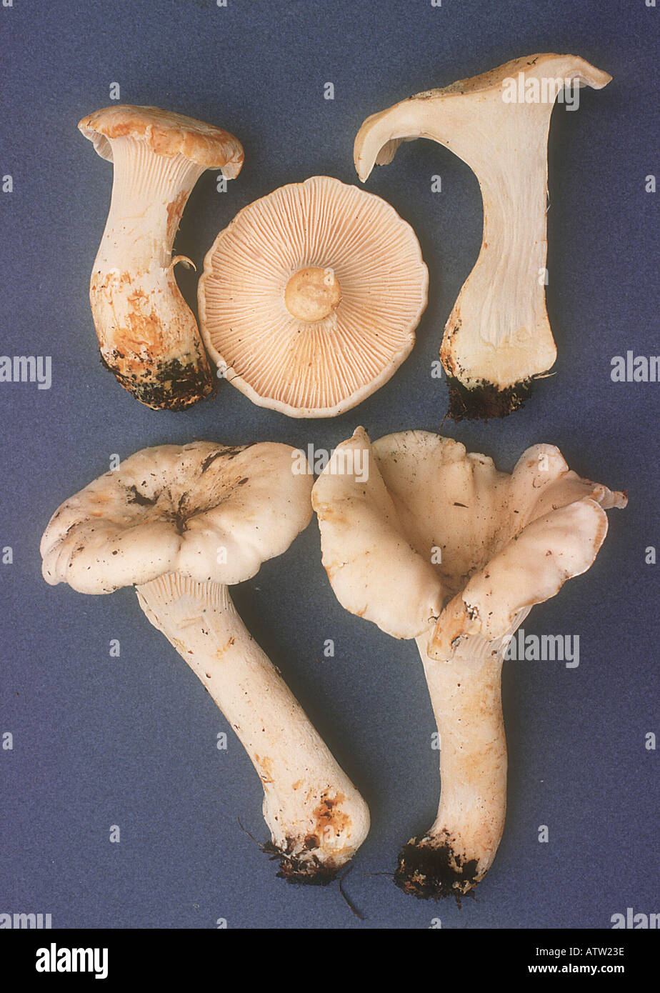 White Chanterelle Cantharellus subalbidus North American collection