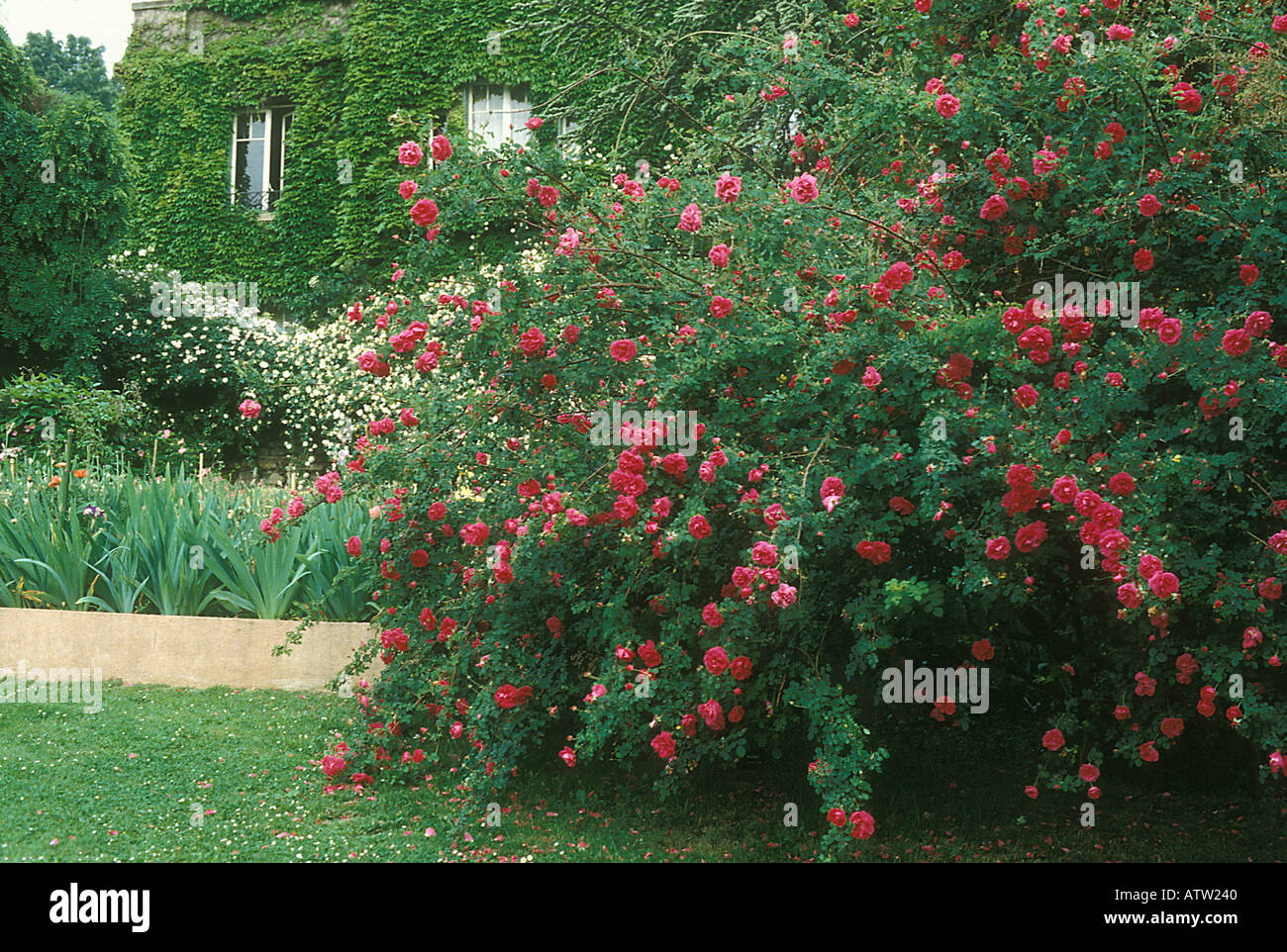 Cerise bouquet hi-res stock photography and images - Alamy