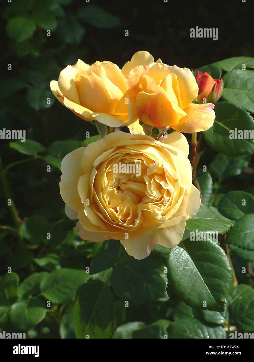 Yellow charles austin english david hi-res stock photography and images -  Alamy