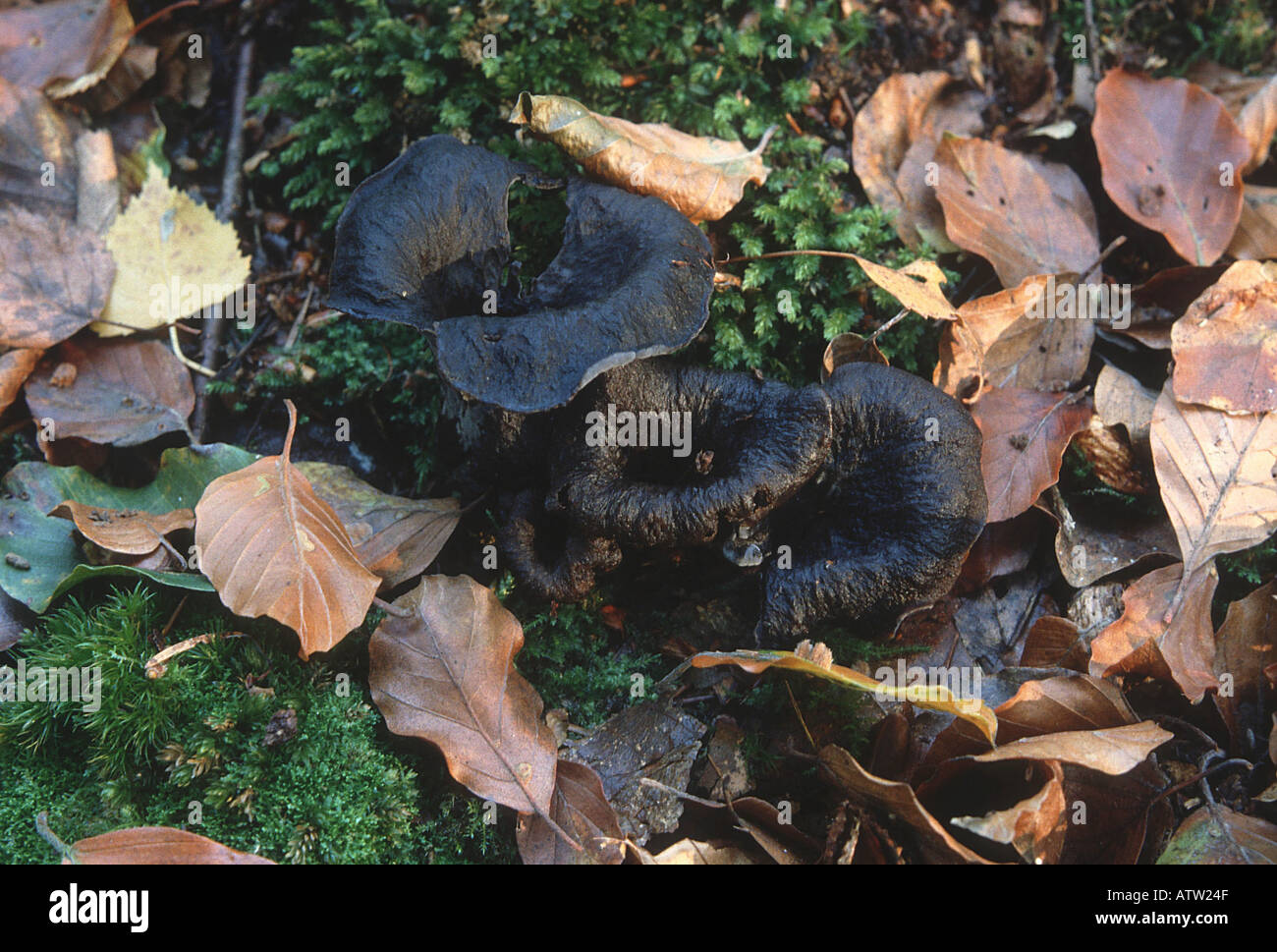Horn of plenty hires stock photography and images Alamy