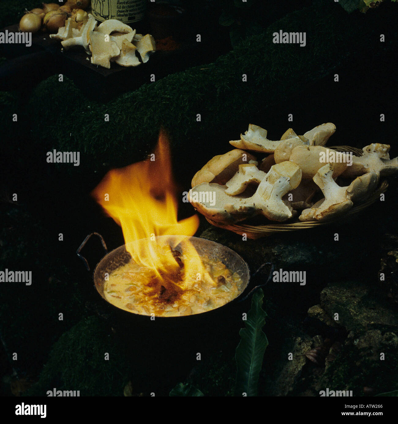 Hedgehog Fungus Hydnum Repandum Cooked With Calvados Stock Photo Alamy hedgehog-fungus-hydnum-repandum-cooked-with-calvados-stock-photo-alamy