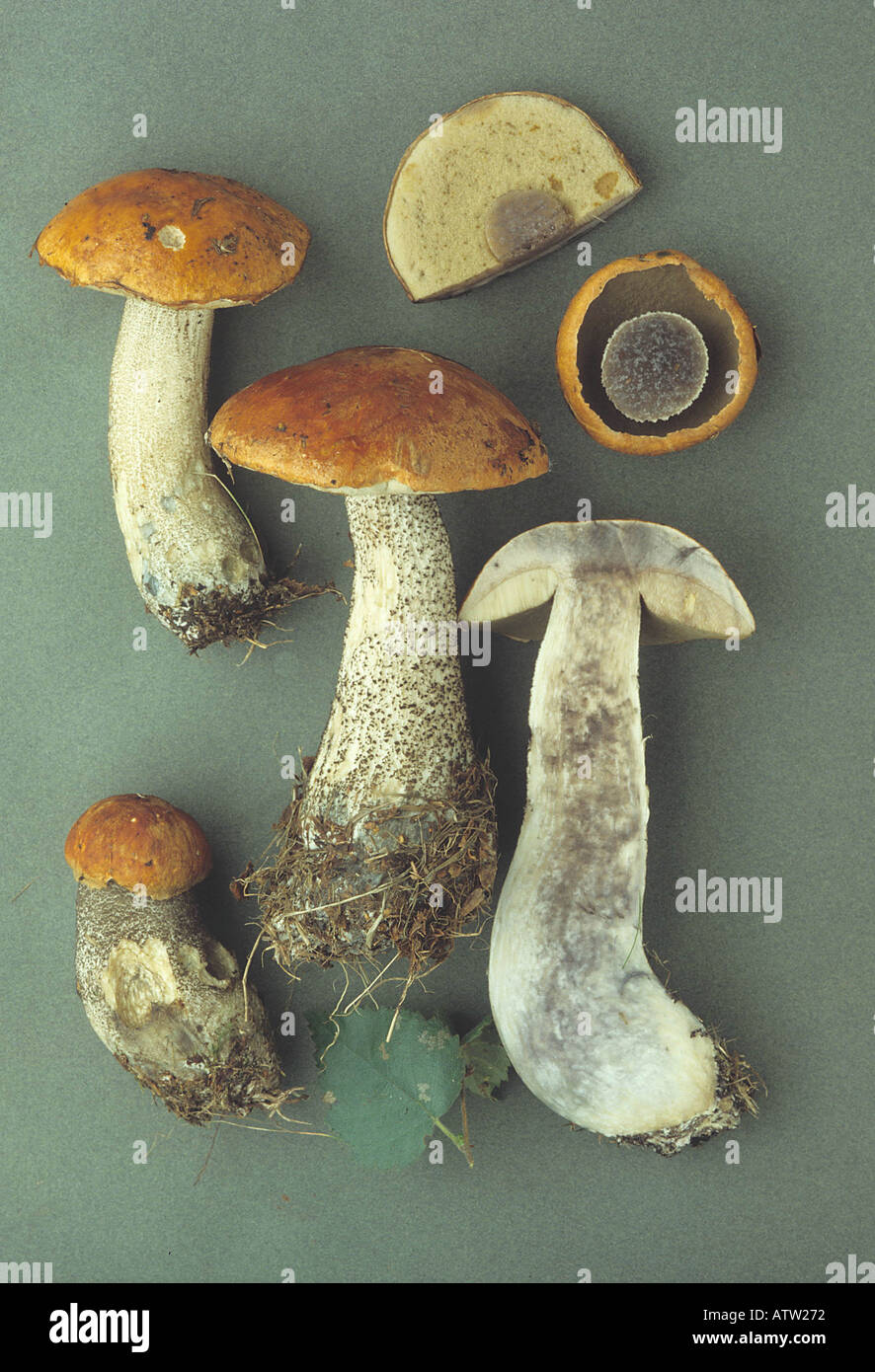 orange-birch-bolete-leccinum-versipelle-hi-res-stock-photography-and