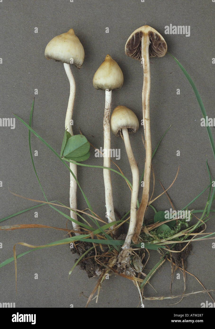 Magic Mushroom Psilocybe semilanceata European collection Stock Photo