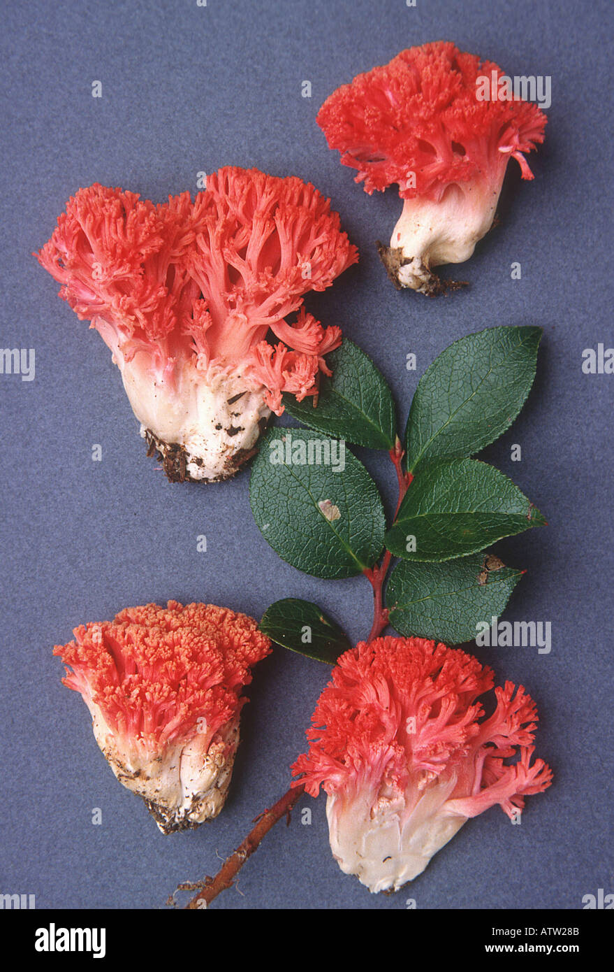 Ramaria araiospora var rubella North American collection Stock Photo
