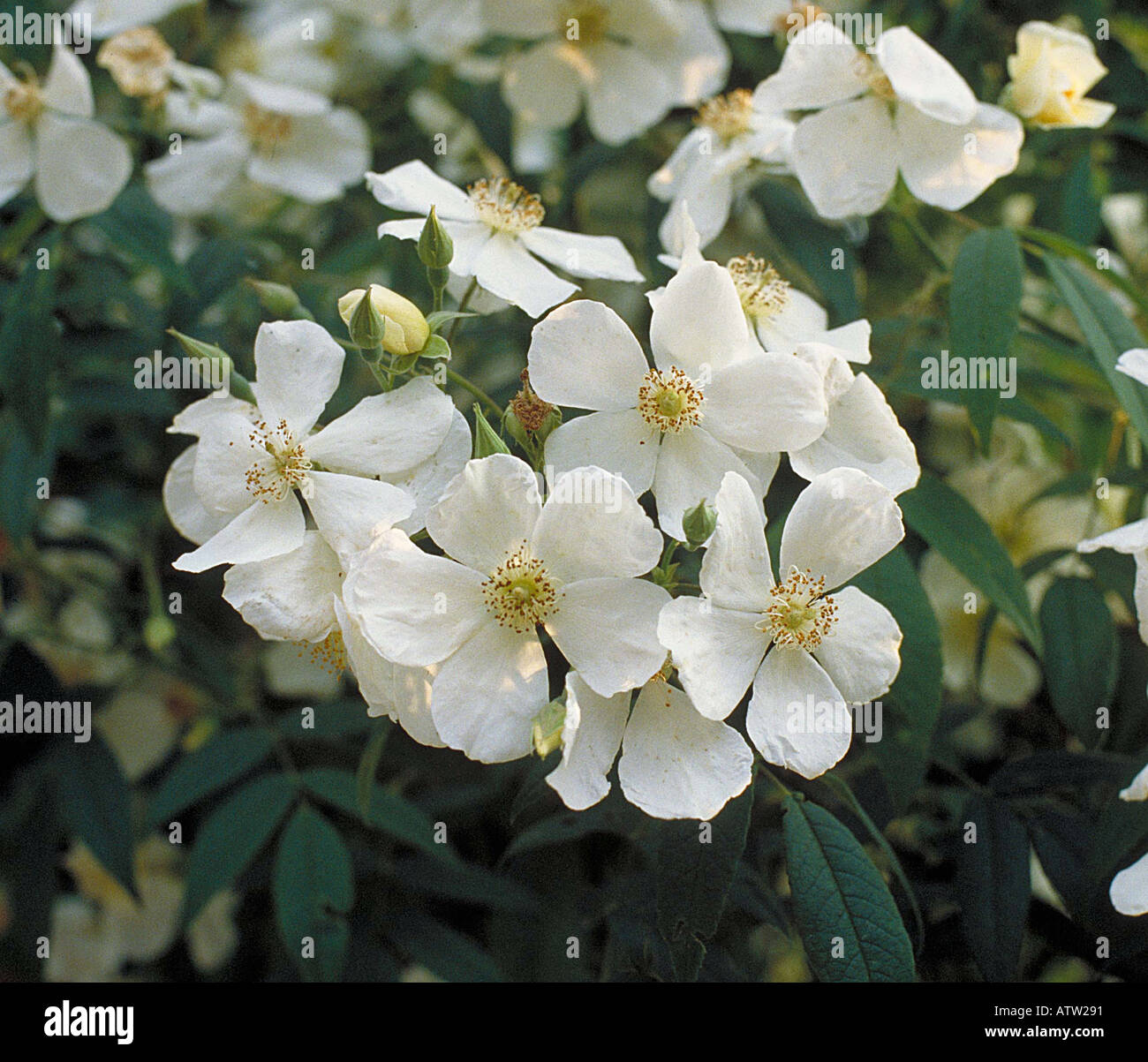 Rosa brunonii Himalayan Musk Rose 10 seeds