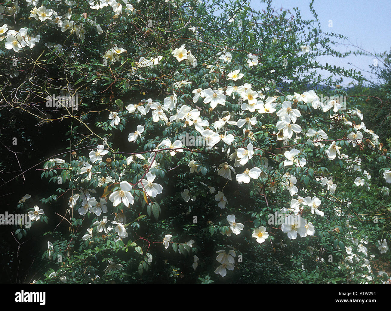 Rosa gigantea growing in a ditch near the Burma Road west of Kunming in southwestern China Stock Photo