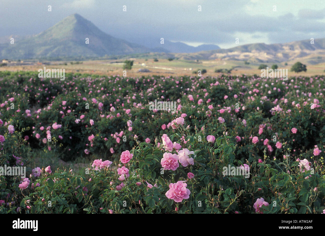 Trigintipetela the main rose used in the production of attar of roses  perfume. Photographed at dawn in the rose fields of Turkey Stock Photo -  Alamy