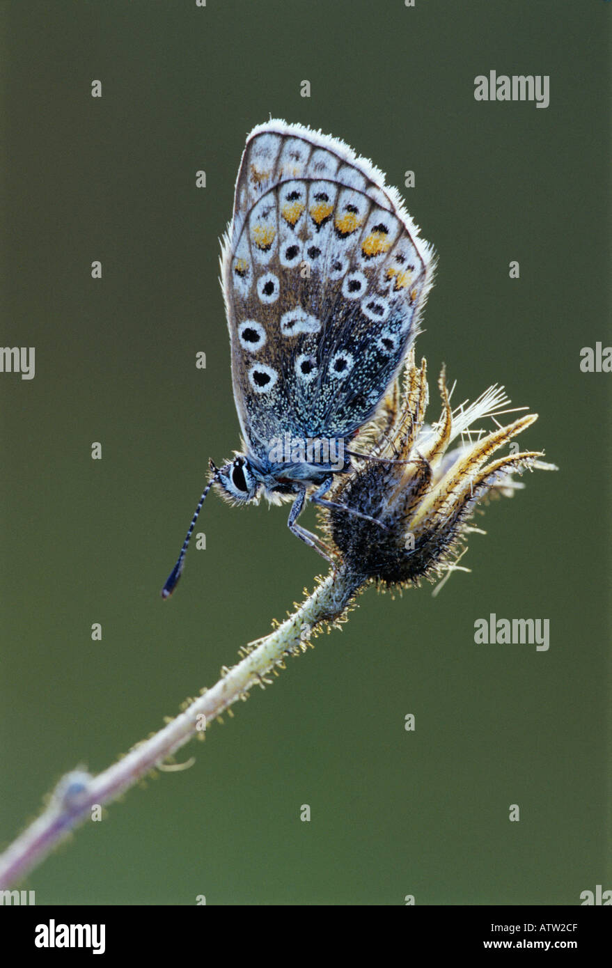 Common Blue Cotswolds Stock Photo Alamy