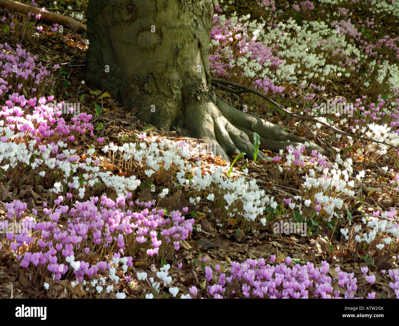 Ivy-leaved cyclamen (Cyclamen hederifolium syn. Cyclamen neapolitanum) Stock Photo