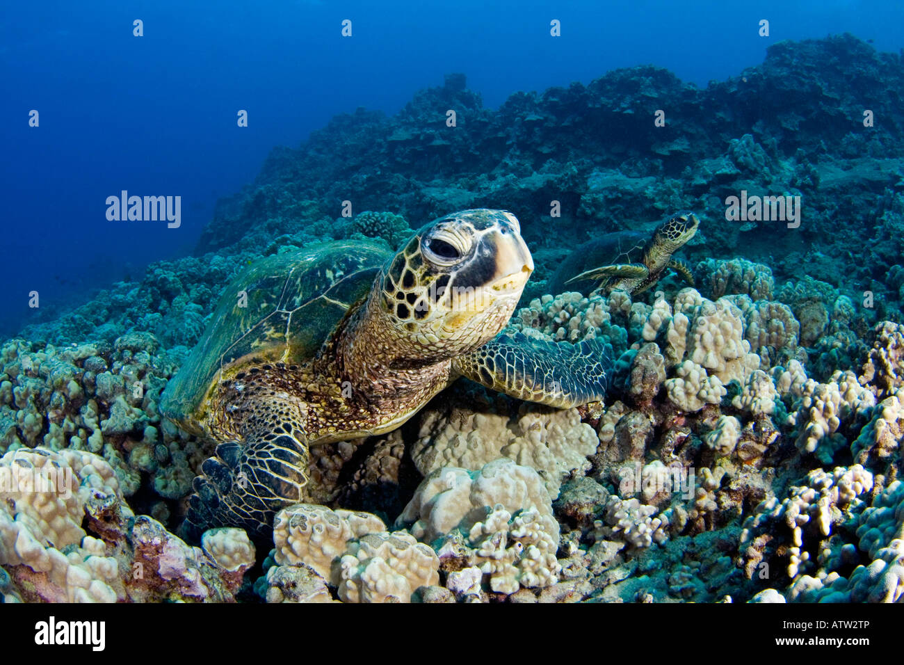 Green sea turtles, Chelonia mydas, an endangered species, resting on a Hawaiian reef. Stock Photo
