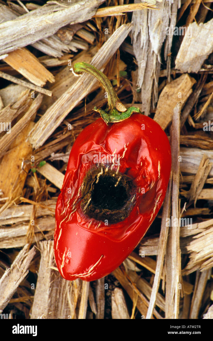 Decaying Pepper Stock Photo