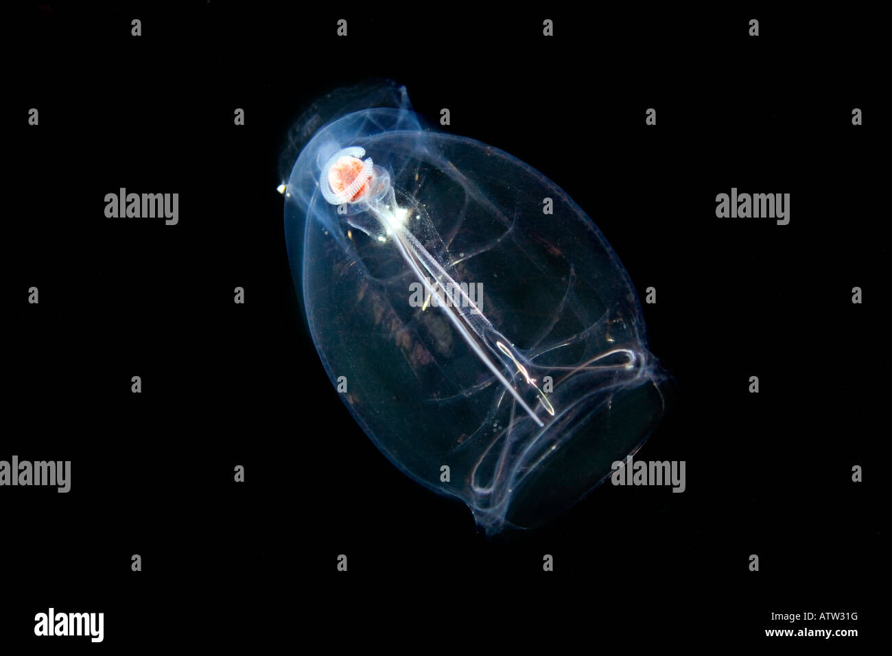 This pelagic tunicate or salp, Pegea confoederata, is part of the Salpidae family of gelatinous animals, Hawaii. Stock Photo