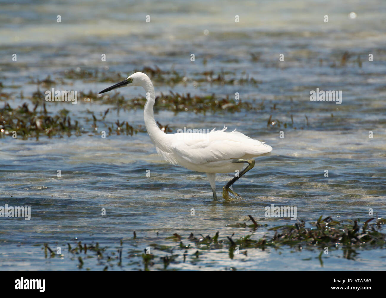 white morph Dimorphic Egret, Zanzibar Island, Tanzania, East Africa ...