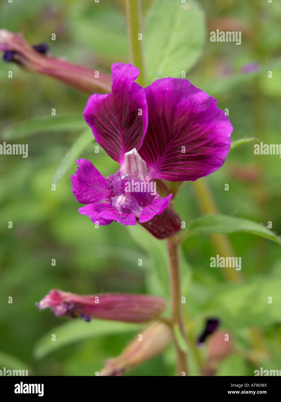 Clammy cuphea (Cuphea viscosissima Stock Photo Alamy