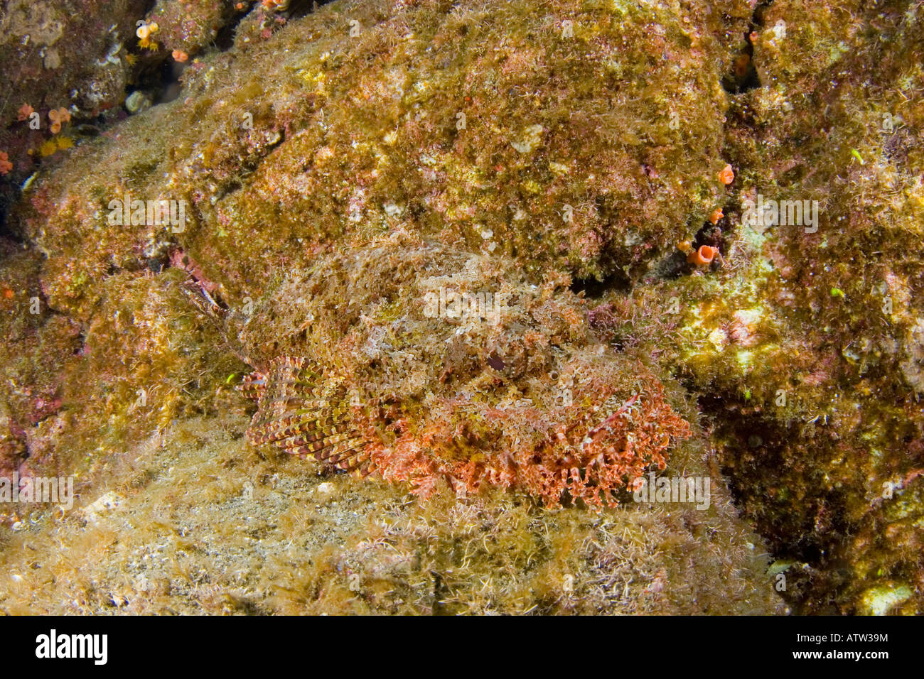 A camouflaged stone scorpionfish, Scorpaena plumieri mystes, hides on a reef in the Revillagigedos Islands, Mexico. Stock Photo