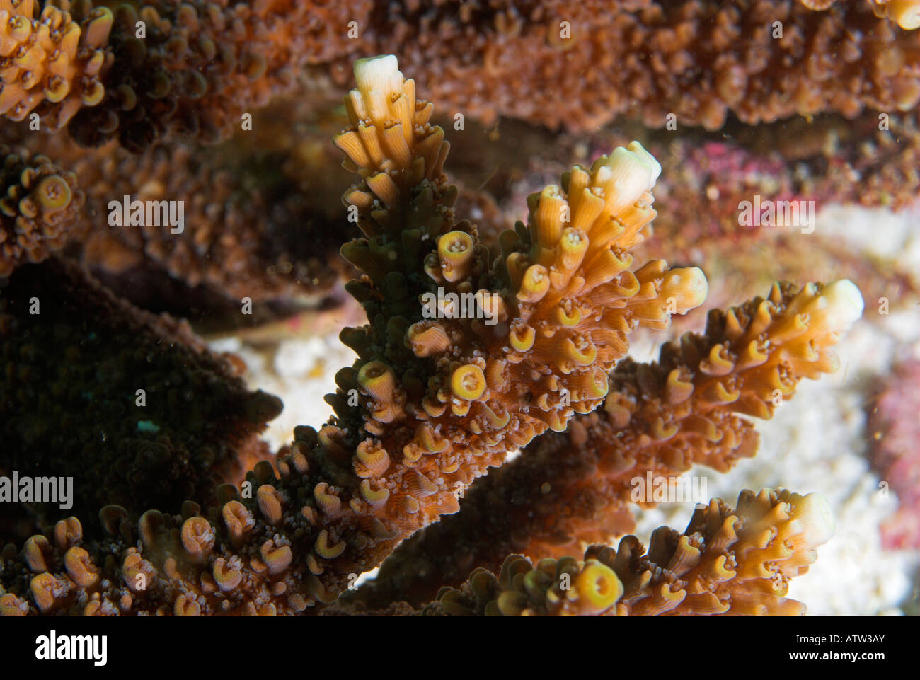 Closeup polyps table coral Acropora valenciennesii with upward growing regeneration Daymaniyat Islands Gulf of Oman Stock Photo