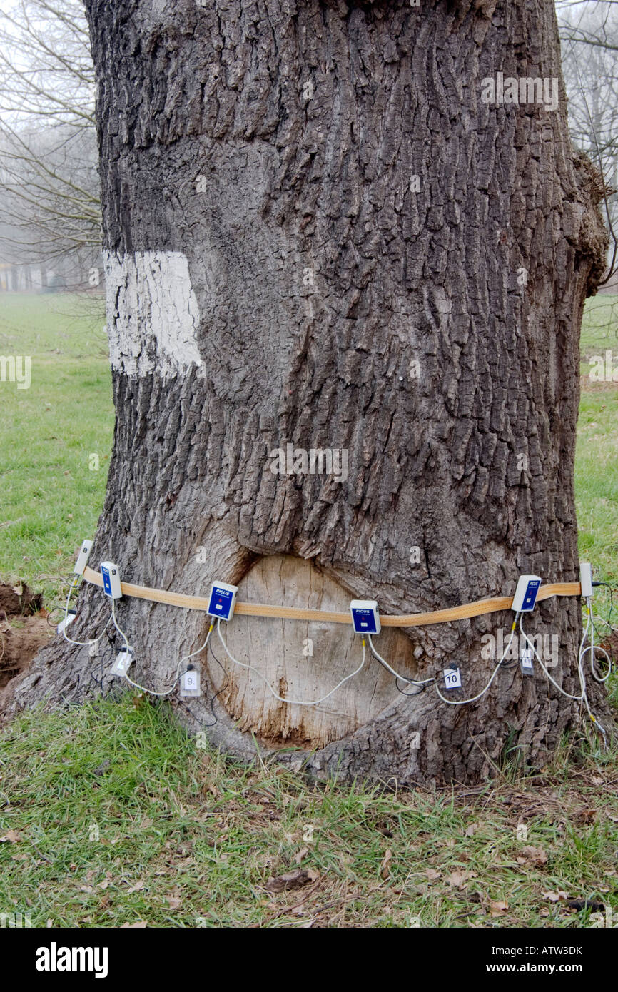 Taking a picus sonic tomograph test on an ancient oak tree quercus robur Stock Photo