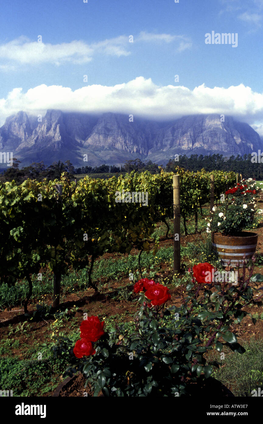 Roses vines and mountains near Stellenbosch Western Cape South Africa