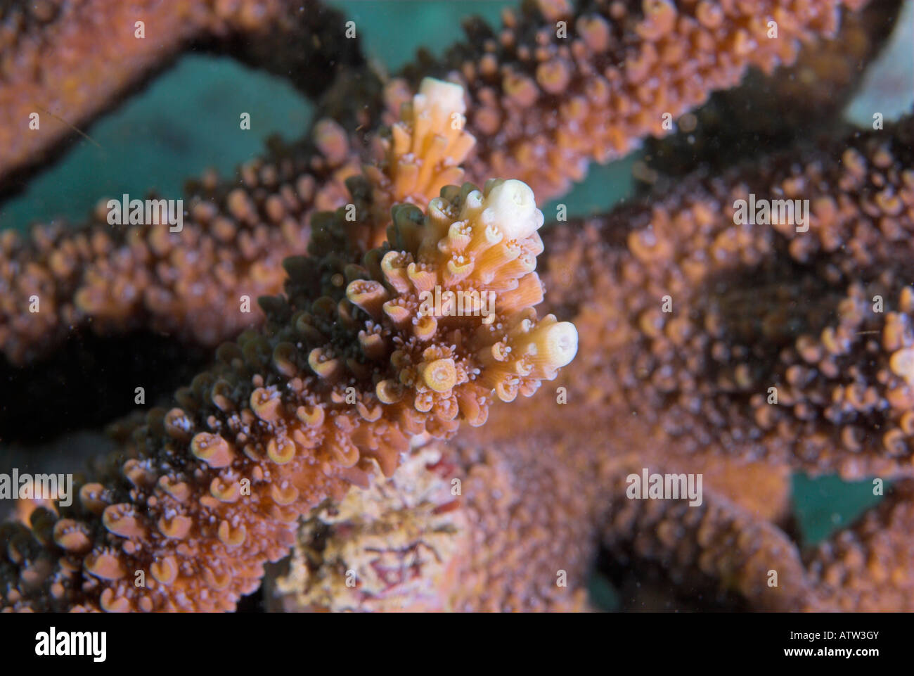 Closeup polyps table coral Acropora valenciennesii with upward growing regeneration Daymaniyat Islands Gulf of Oman Stock Photo