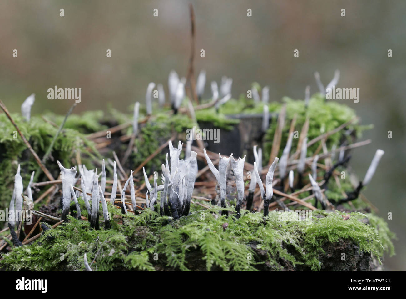 Stag's Horn or Candlesnuff fungus, xylaria hypoxylon Stock Photo
