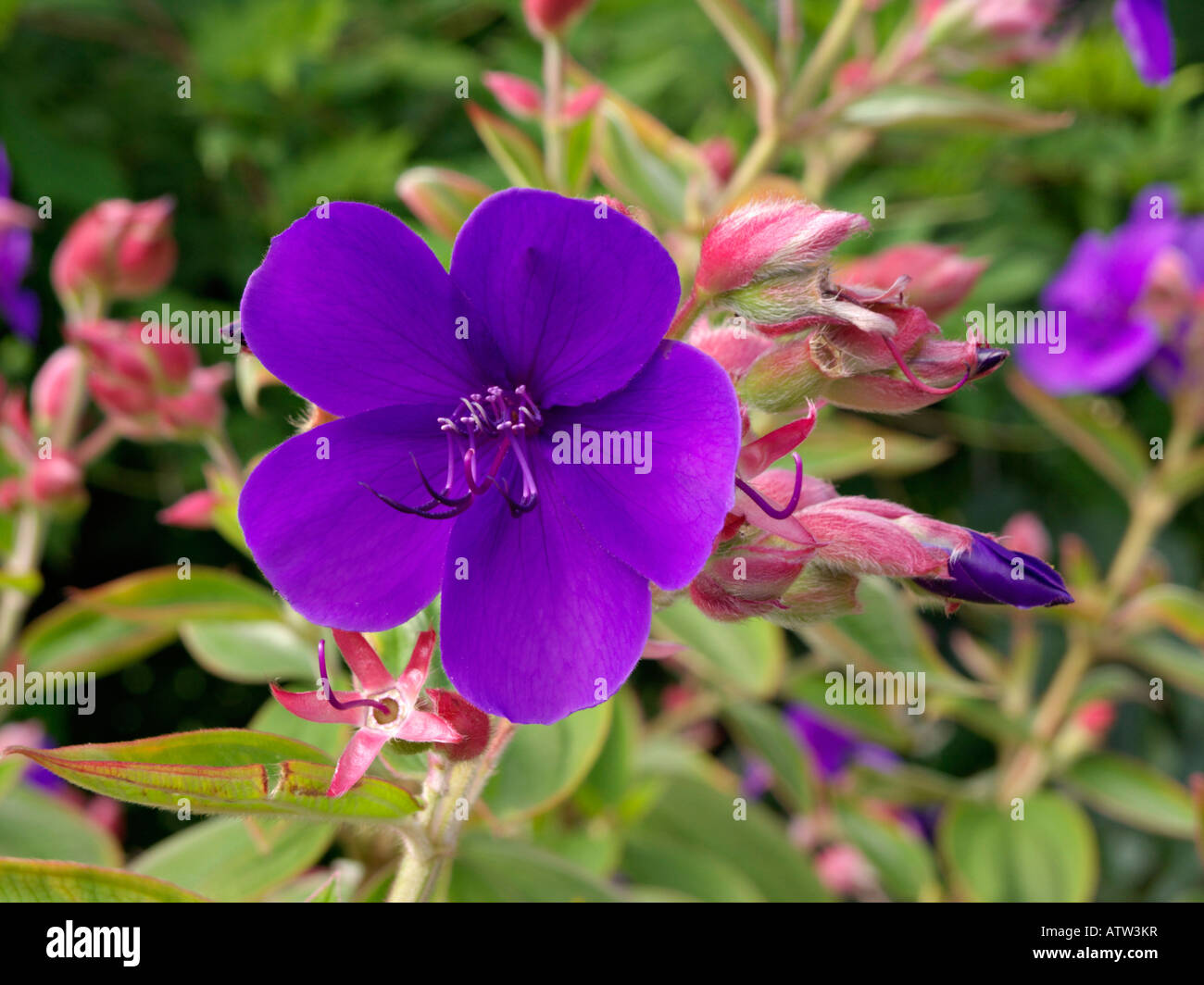 Princess flower (Tibouchina urvilleana) Stock Photo