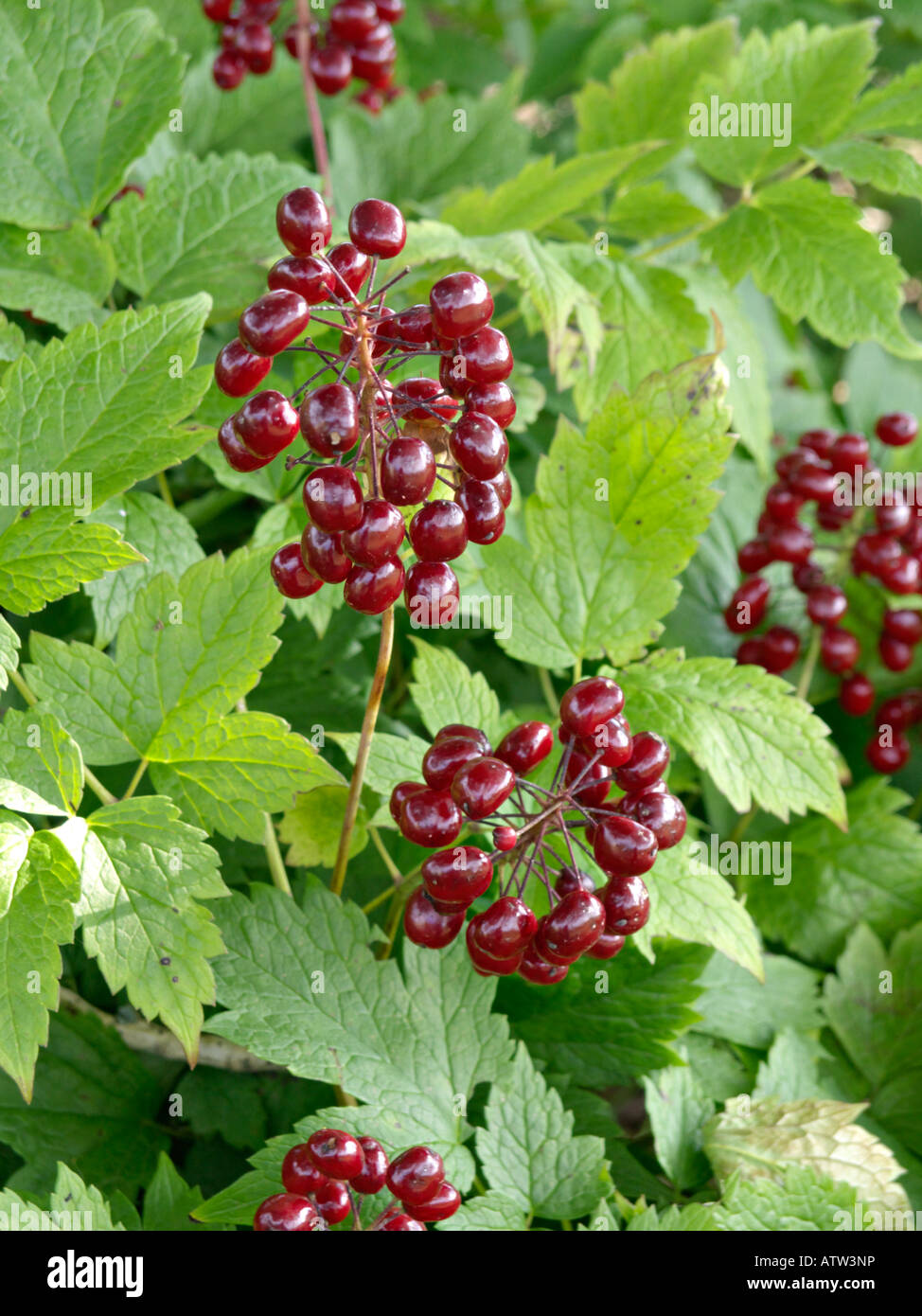 Red baneberry (Actaea rubra) Stock Photo