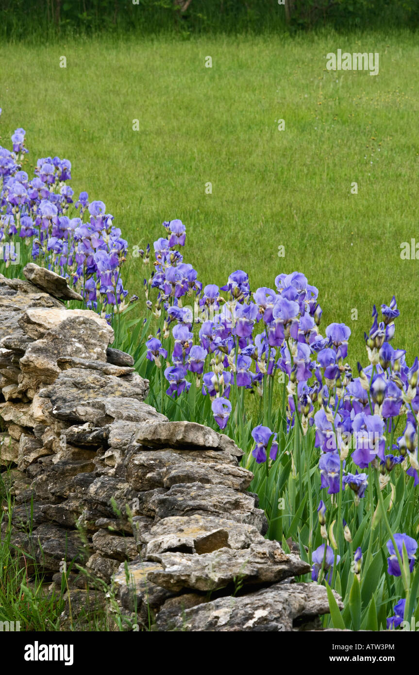 Dry Stone Wall Lined with Purple Iris Door County Wisconsin Stock Photo
