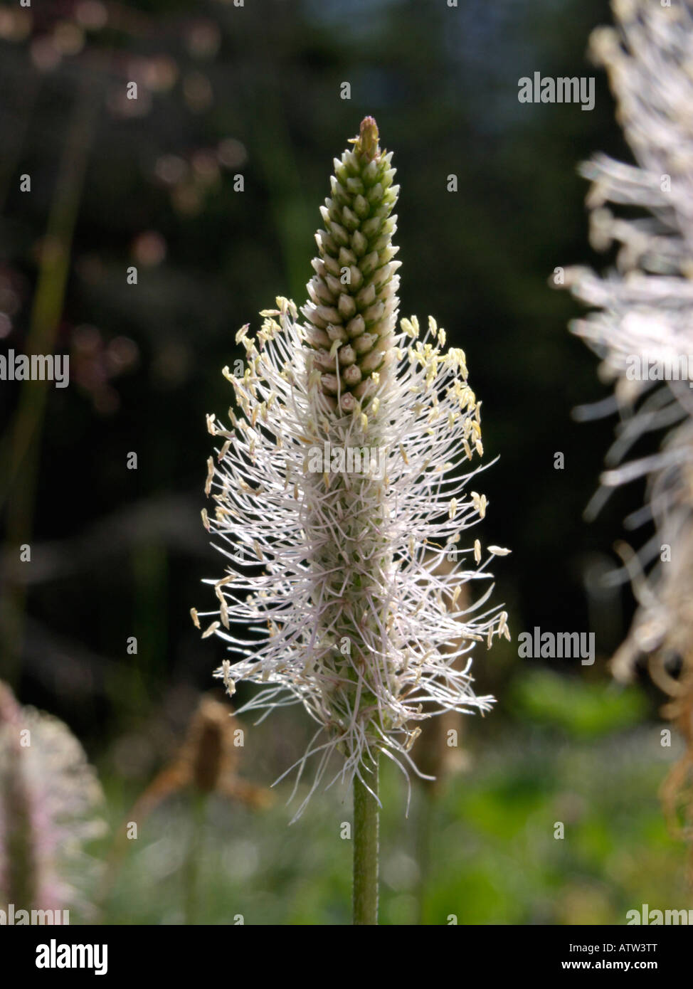 Plantago species hi-res stock photography and images - Alamy