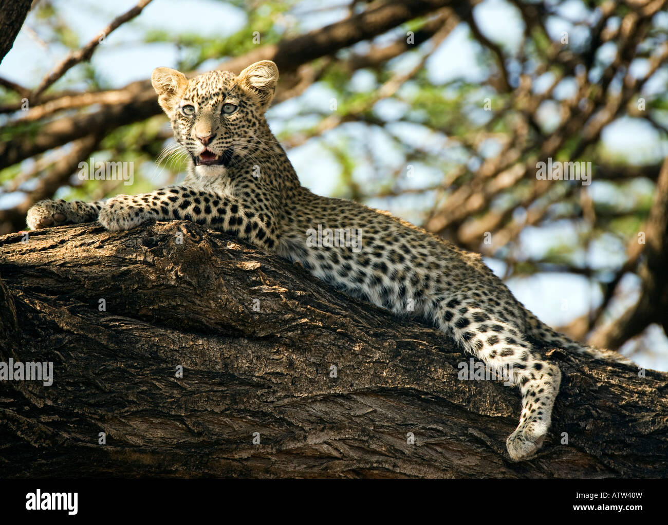 Leopard cub (panthera pardus) in tree Stock Photo
