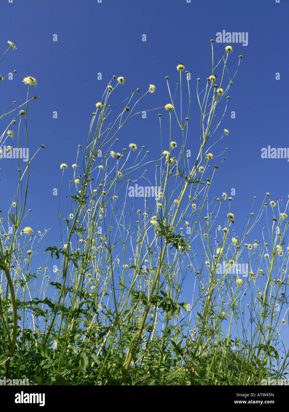 Cephalaria gigantea Stock Photo