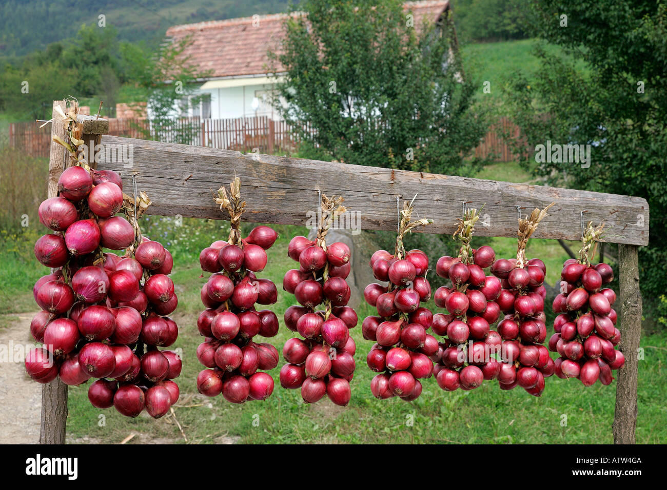 Red onion street vendor vegetarian herbal hand made farm farming rural country site people