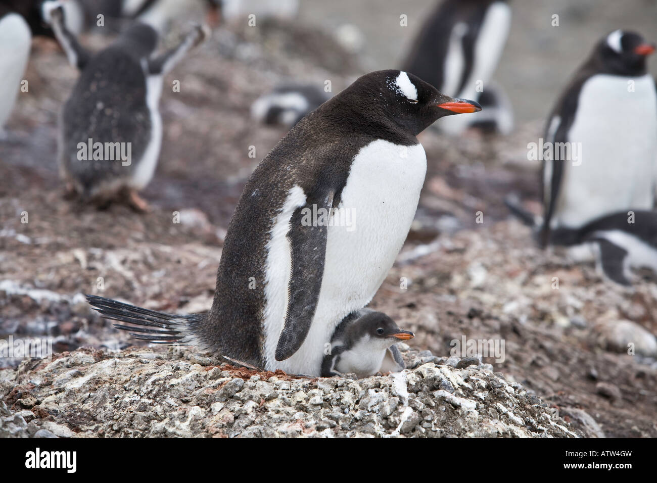 Gentoo penguin sheltering young chick in nest on Barrientos island antarctica Stock Photo