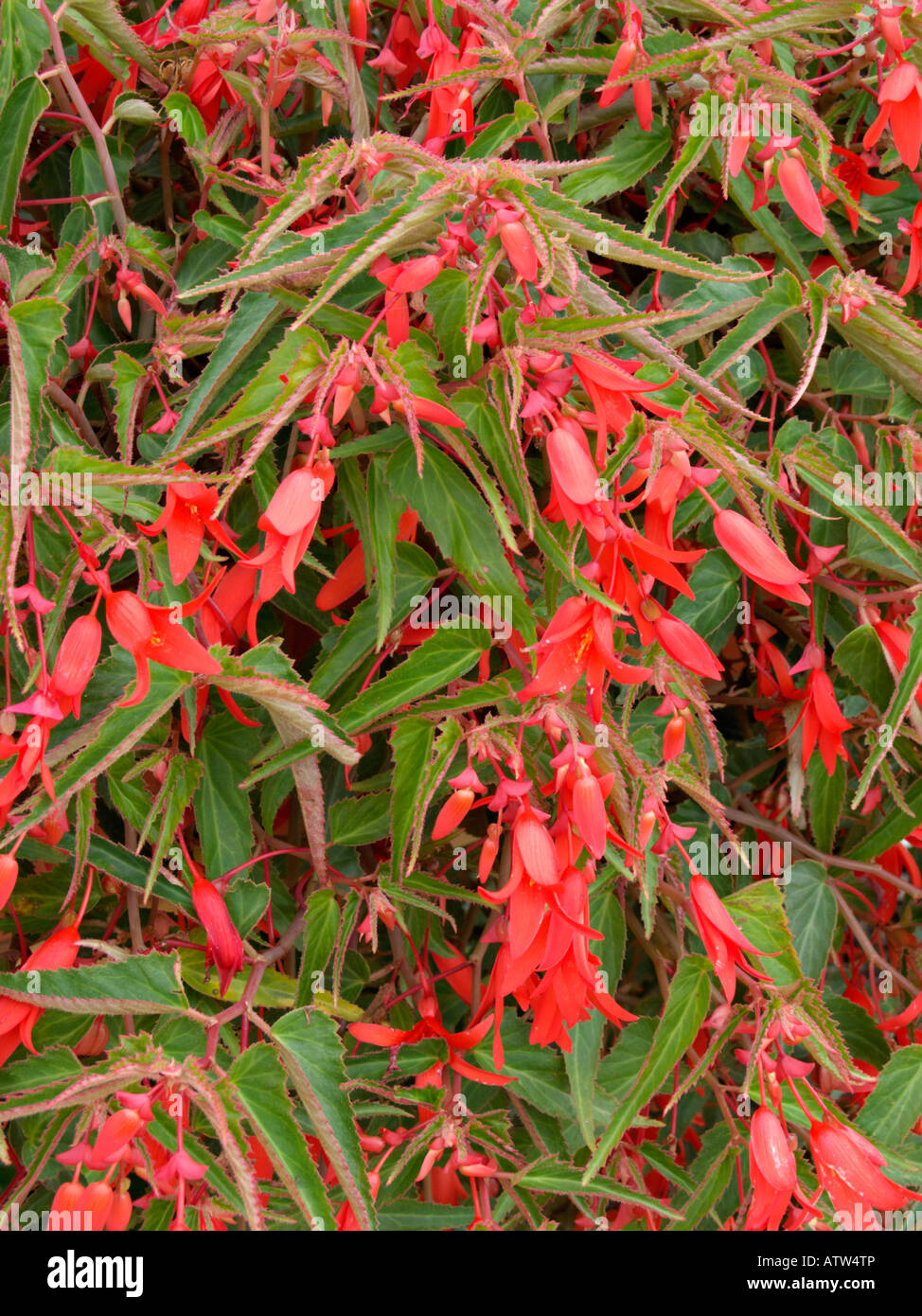Begonia (Begonia boliviensis 'Bonfire') Stock Photo