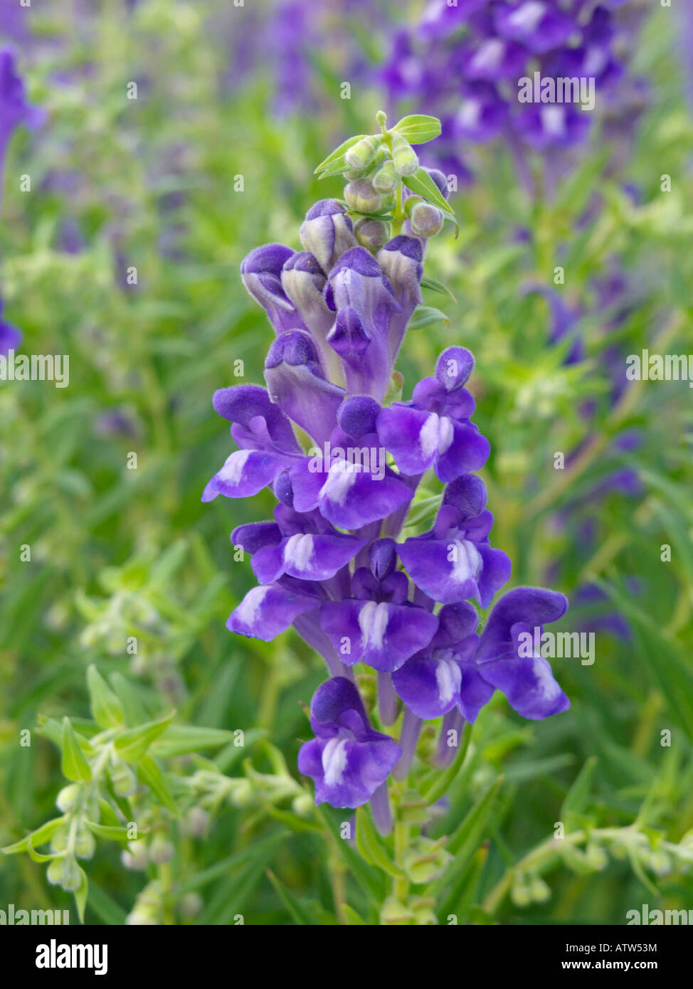 Baikal skullcap (Scutellaria baicalensis Stock Photo: 16393591 - Alamy