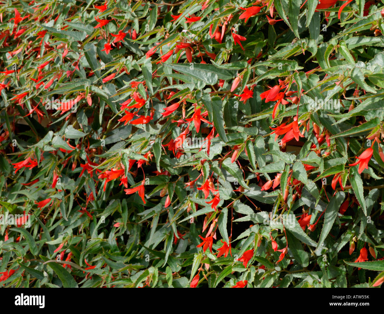 Begonia (Begonia boliviensis 'Bonfire' Stock Photo - Alamy
