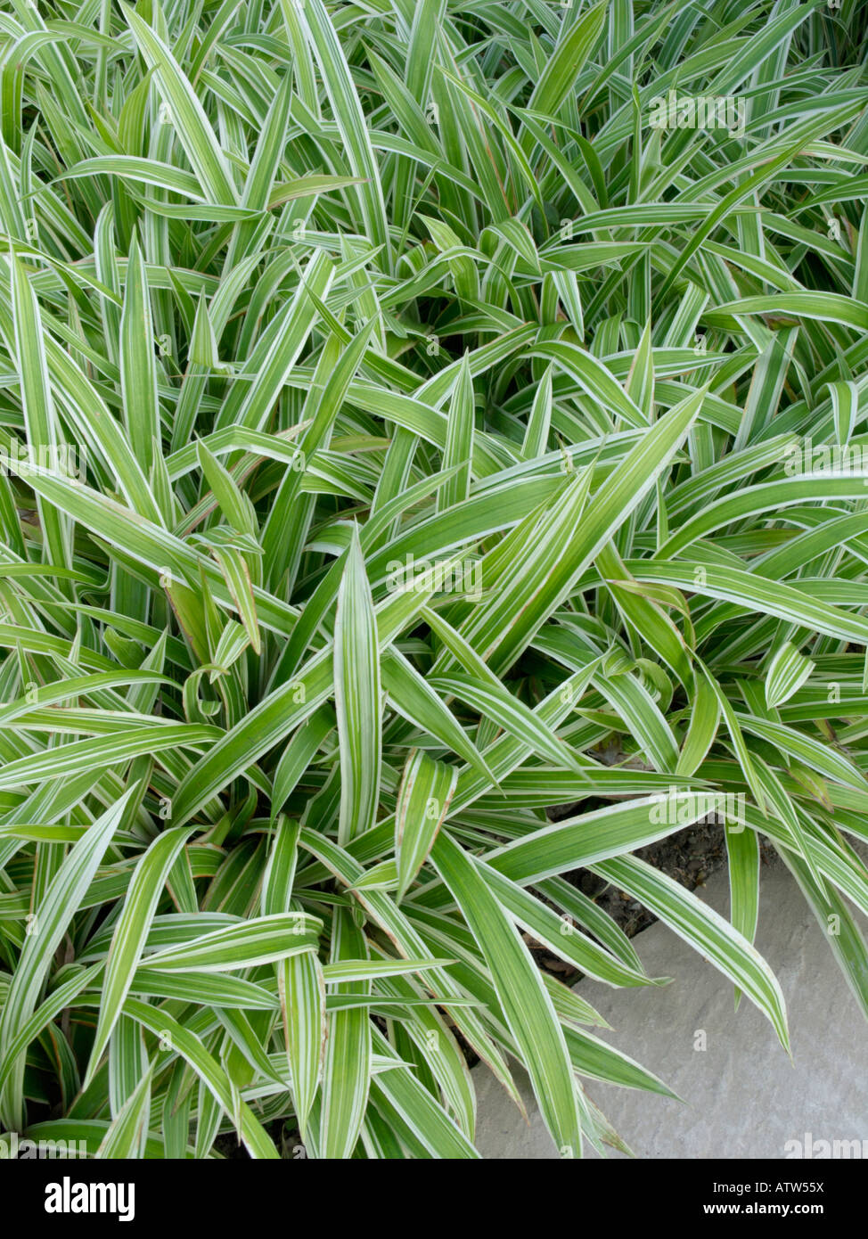 Sedge (Carex siderosticha 'Variegata') Stock Photo