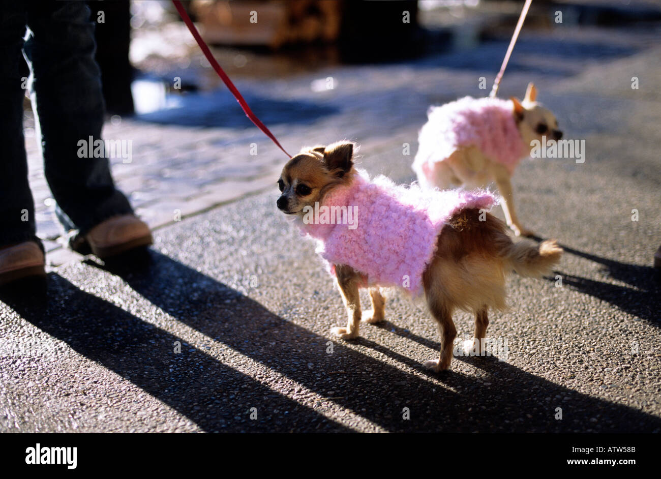 Two small dogs in pink sweaters Stock Photo - Alamy