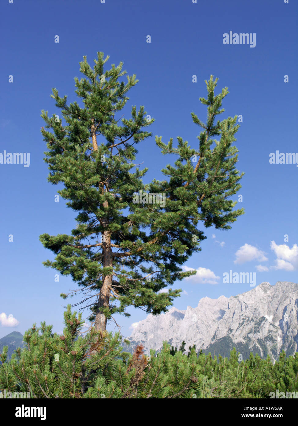 Arolla pine (Pinus cembra), Kaisergebirge Nature Reserve, Austria Stock Photo