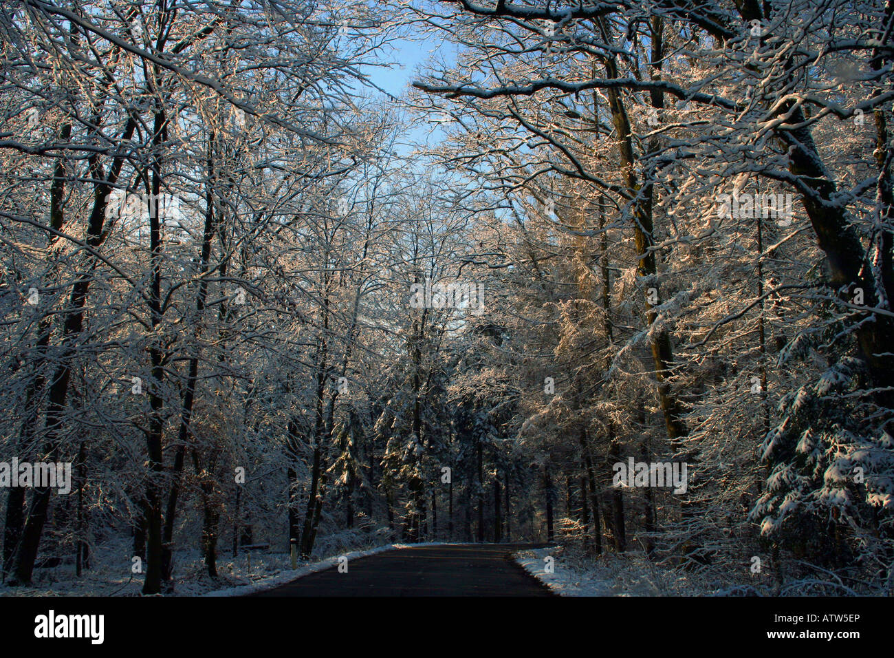 Winter landscape in a forest, on the road Stock Photo - Alamy