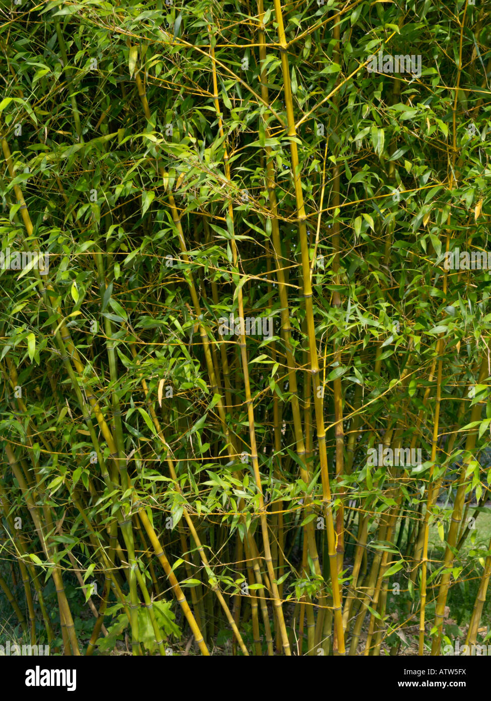 Bamboo (Phyllostachys propinqua) Stock Photo